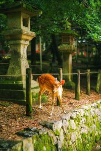 Preview wallpaper deer, animal, stones, moss