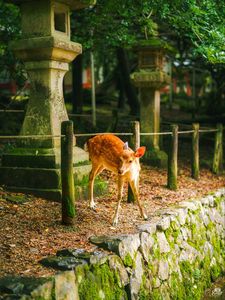 Preview wallpaper deer, animal, stones, moss