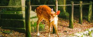 Preview wallpaper deer, animal, stones, moss