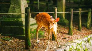 Preview wallpaper deer, animal, stones, moss