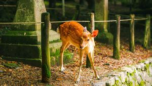 Preview wallpaper deer, animal, stones, moss