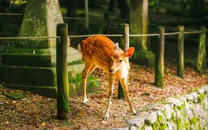 Preview wallpaper deer, animal, stones, moss