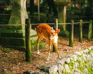 Preview wallpaper deer, animal, stones, moss
