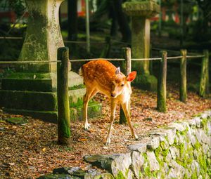 Preview wallpaper deer, animal, stones, moss