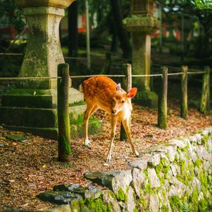 Preview wallpaper deer, animal, stones, moss