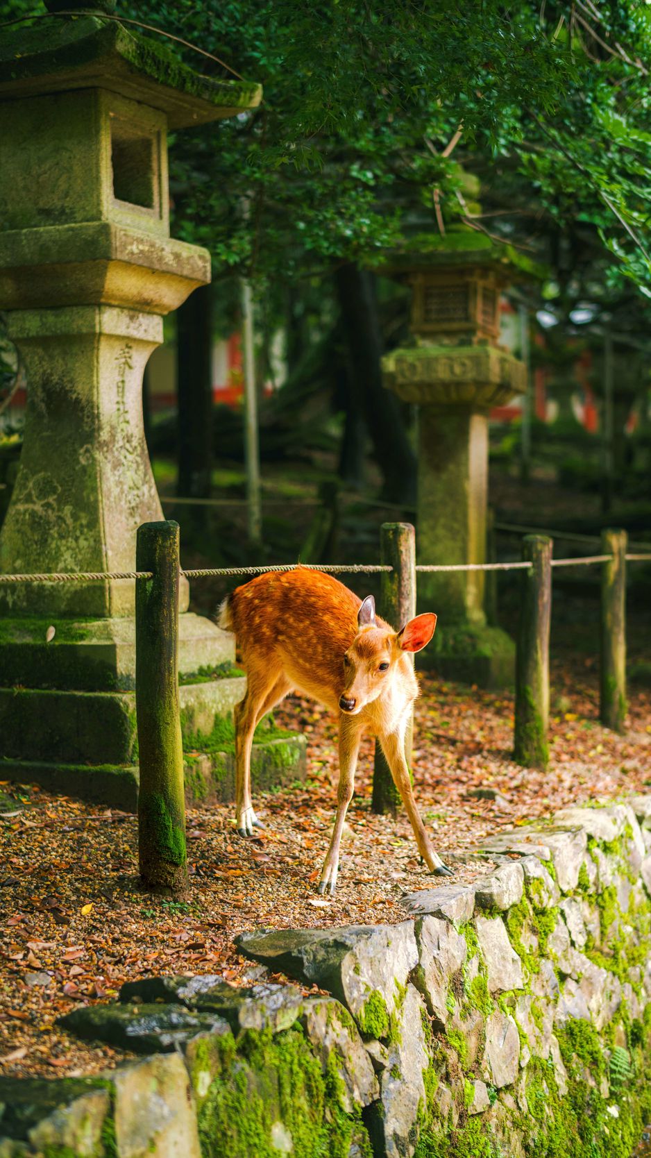 938x1668 Wallpaper deer, animal, stones, moss