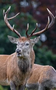 Preview wallpaper deer, animal, wildlife, antlers