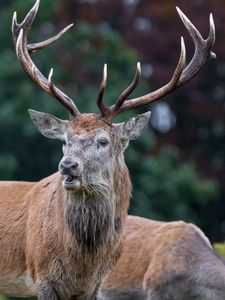 Preview wallpaper deer, animal, wildlife, antlers