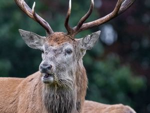 Preview wallpaper deer, animal, wildlife, antlers