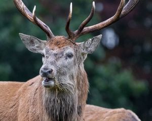 Preview wallpaper deer, animal, wildlife, antlers