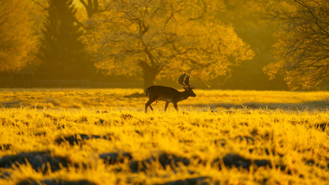 Wallpaper deer, animal, wildlife, tree