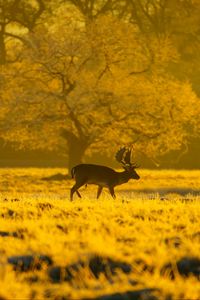 Preview wallpaper deer, animal, wildlife, tree