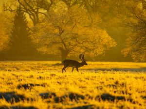 Preview wallpaper deer, animal, wildlife, tree