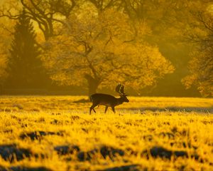 Preview wallpaper deer, animal, wildlife, tree