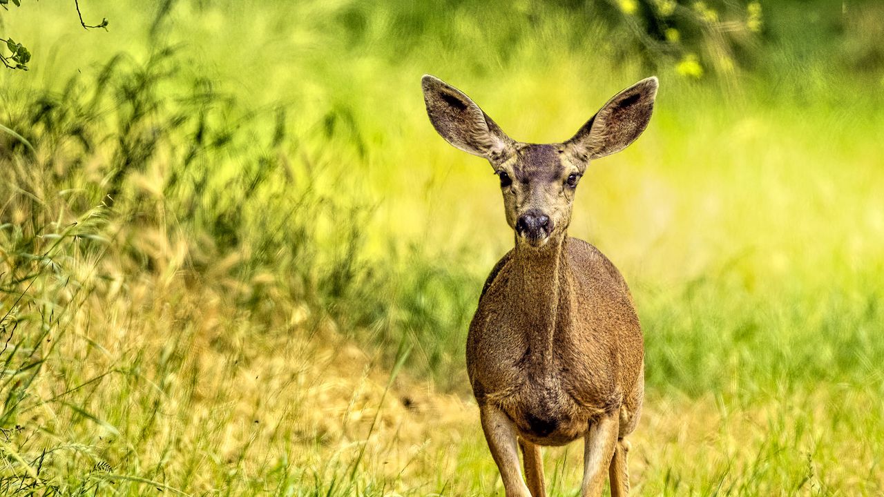 Wallpaper deer, animal, wildlife, movement