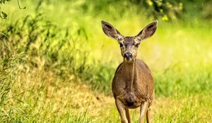 Preview wallpaper deer, animal, wildlife, movement