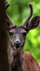 Preview wallpaper deer, animal, wildlife, wild animal