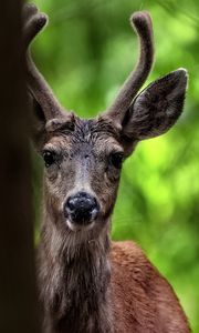 Preview wallpaper deer, animal, wildlife, wild animal