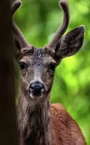 Preview wallpaper deer, animal, wildlife, wild animal