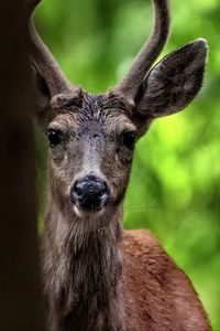 Preview wallpaper deer, animal, wildlife, wild animal