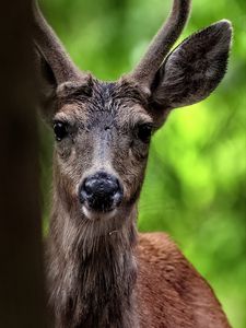 Preview wallpaper deer, animal, wildlife, wild animal