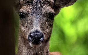 Preview wallpaper deer, animal, wildlife, wild animal