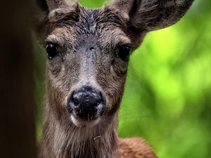 Preview wallpaper deer, animal, wildlife, wild animal