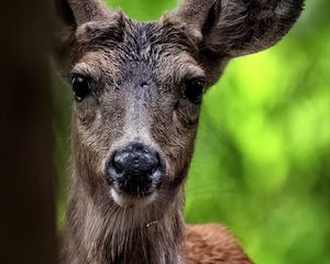 Preview wallpaper deer, animal, wildlife, wild animal