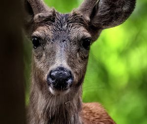 Preview wallpaper deer, animal, wildlife, wild animal