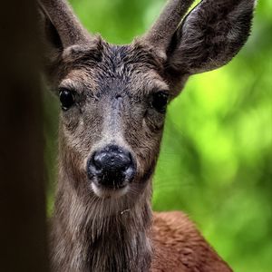 Preview wallpaper deer, animal, wildlife, wild animal