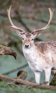 Preview wallpaper deer, animal, wildlife