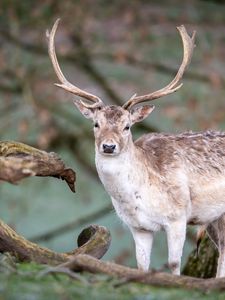 Preview wallpaper deer, animal, wildlife