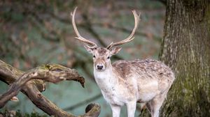 Preview wallpaper deer, animal, wildlife