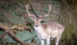 Preview wallpaper deer, animal, wildlife