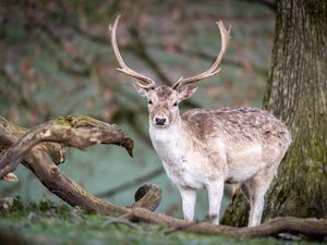 Preview wallpaper deer, animal, wildlife