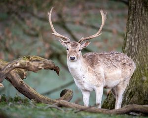 Preview wallpaper deer, animal, wildlife