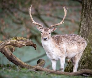 Preview wallpaper deer, animal, wildlife