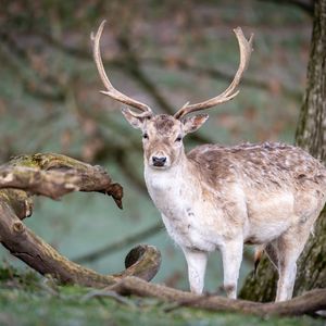 Preview wallpaper deer, animal, wildlife