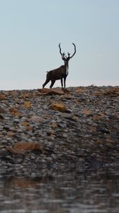 Preview wallpaper deer, animal, wildlife, stones