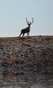 Preview wallpaper deer, animal, wildlife, stones