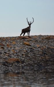 Preview wallpaper deer, animal, wildlife, stones