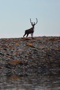 Preview wallpaper deer, animal, wildlife, stones