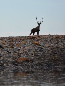Preview wallpaper deer, animal, wildlife, stones