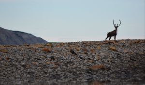 Preview wallpaper deer, animal, wildlife, stones