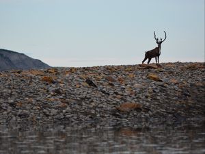 Preview wallpaper deer, animal, wildlife, stones