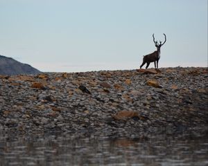 Preview wallpaper deer, animal, wildlife, stones