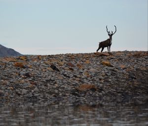 Preview wallpaper deer, animal, wildlife, stones