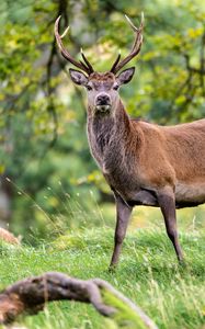 Preview wallpaper deer, animal, wildlife, grass