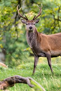 Preview wallpaper deer, animal, wildlife, grass