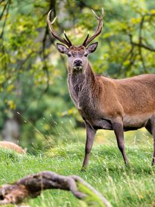Preview wallpaper deer, animal, wildlife, grass